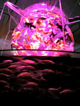 蜷川実花　金魚　バッグ 蜷川実花のM / mika ninagawa“フラワー”プリントのサコッシュ