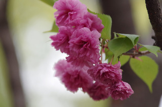 大阪造幣局通り抜け(松前琴糸桜)