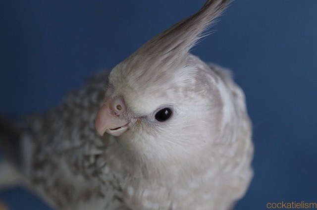 オカメインコ2016年春雛