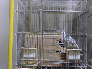 オカメインコ・抱卵ちゅう!