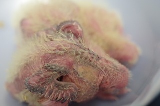 オカメインコ2013年春雛1