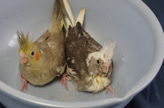 去年のオカメインコ雛