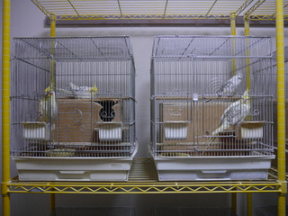オカメインコの巣箱かけました