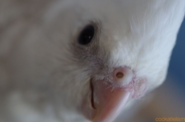 オカメインコ2016年春雛第二弾第二陣