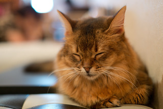 猫カフェ