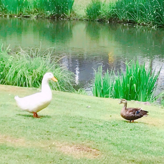 36608563_433841673692602_7555775062045884416_n