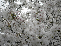 花2