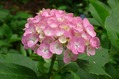 ajisai (9)