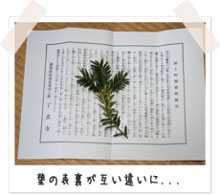 葉の表裏が互い違いに