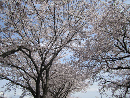 桜