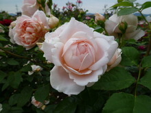 1719c3f8.jpg