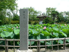 焼鮒公園の蓮