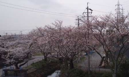 桜2