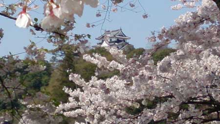 桜1