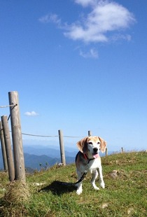 ③伊吹山__