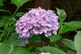 ajisai (8)