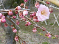 5ac29458.jpg