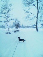 1月31日の追加の雪