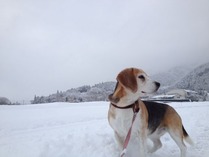 初雪_