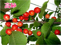 高砂