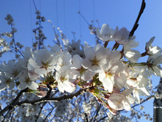 桜1
