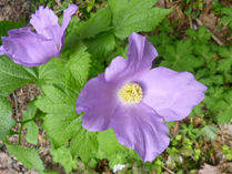 ④ー3 花