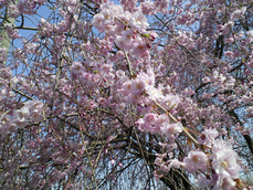 桜2