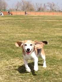 ヤッホーい