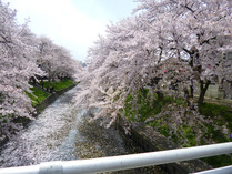 ⑦ 雨と強風で散った桜の花びら2