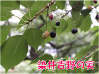 染井吉野の実