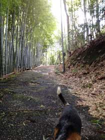 関ヶ原の丸山烽火場