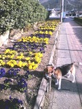 花よりクンクン (2)