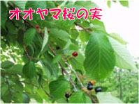 オオヤマ桜の実
