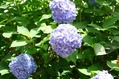 ajisai (2)