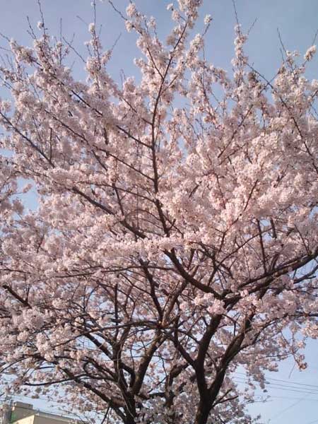 桜1