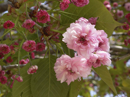 数珠掛け桜