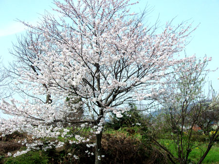 桜