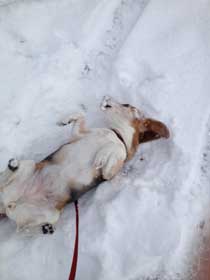 この冬最後の雪を満喫
