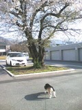 花よりクンクン