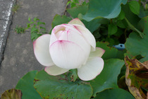 P1040726