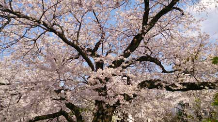桜2