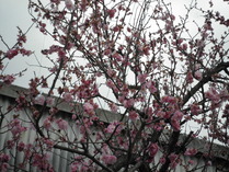 花1