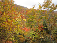 ④登山道 1