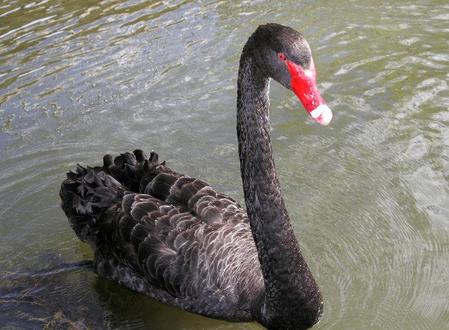 Black Swan_20100119