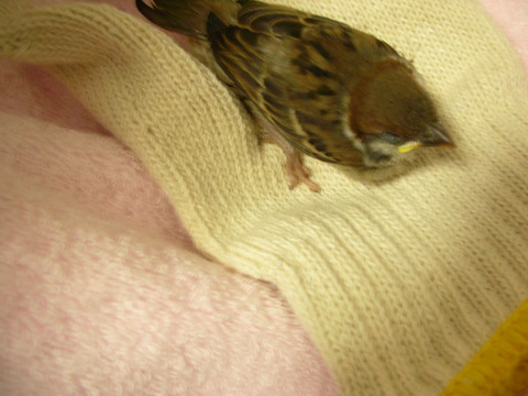 かわいい・・・。