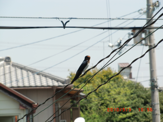 5 今年もツバメが来ました。 001