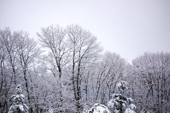 久しぶりの雪