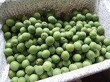 ume9kg_150609