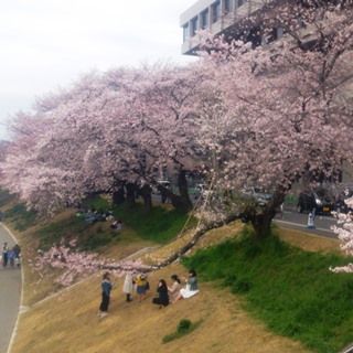 岡山 桜満開 さくらカーニバル最後の週末 世界をめざせ グローバルな 春 桜 さくら サクラ 366 岡山県を中心にグローカル Gps Aps