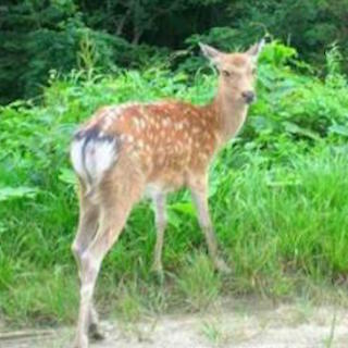 ニホンジカ 池田動物園 逃走